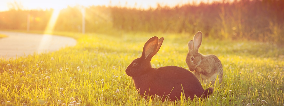 The Perils of Easter for Dogs: Chocolate Poisoning