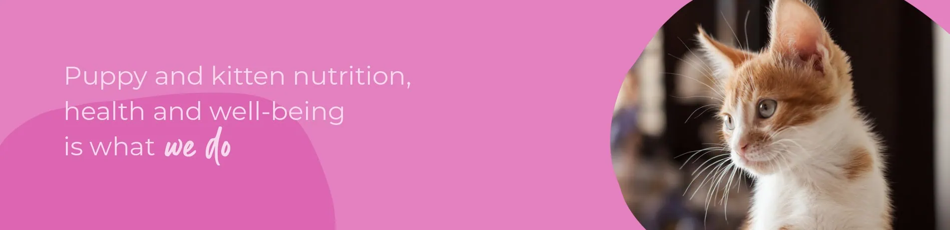 Start of Life for Your Puppy or Kitten