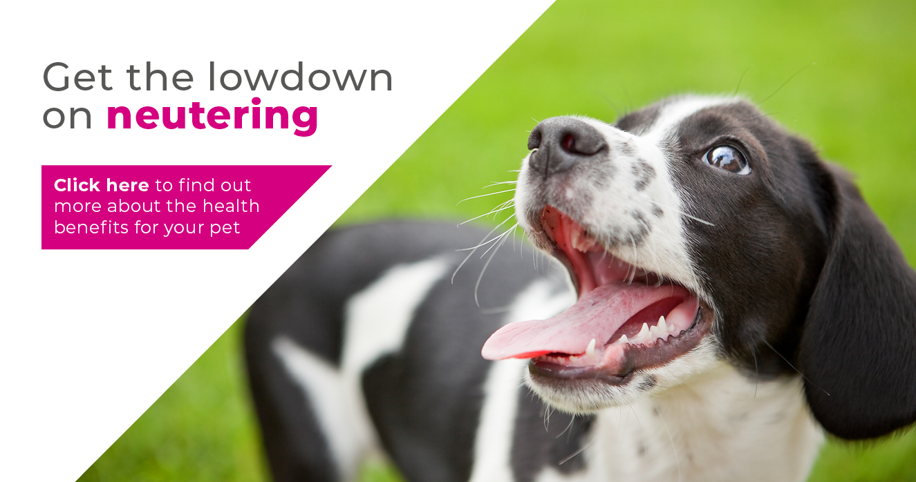 Dog neutering in Leicester