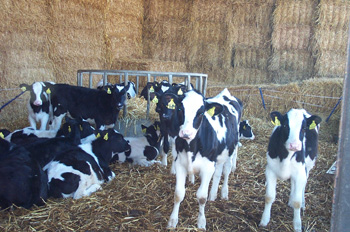calves in group