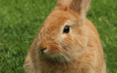 Vaccinations for rabbits