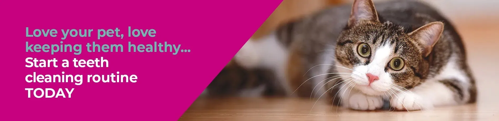 Cat Dental Care in Leicester