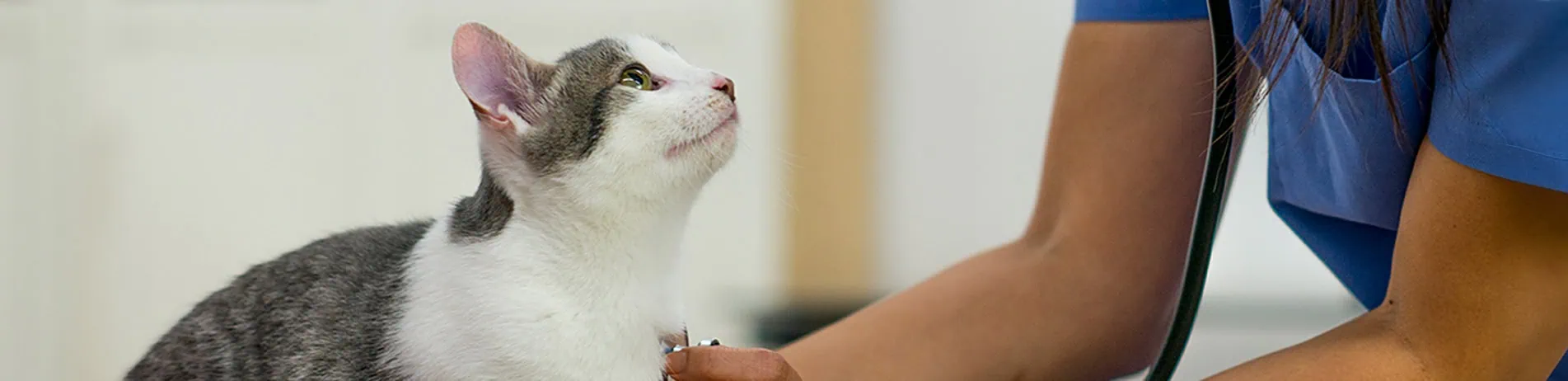 Park Vet Group, Glenfield Branch in Leicestershire