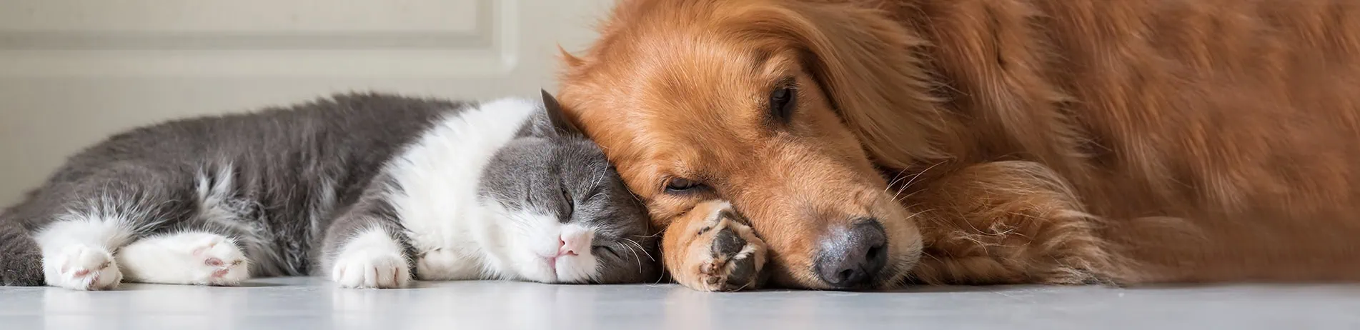 Pet Health for Life Plan from Park vet Group