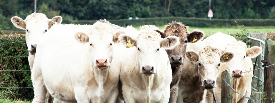 Schmallenberg Virus affecting cattle and sheep