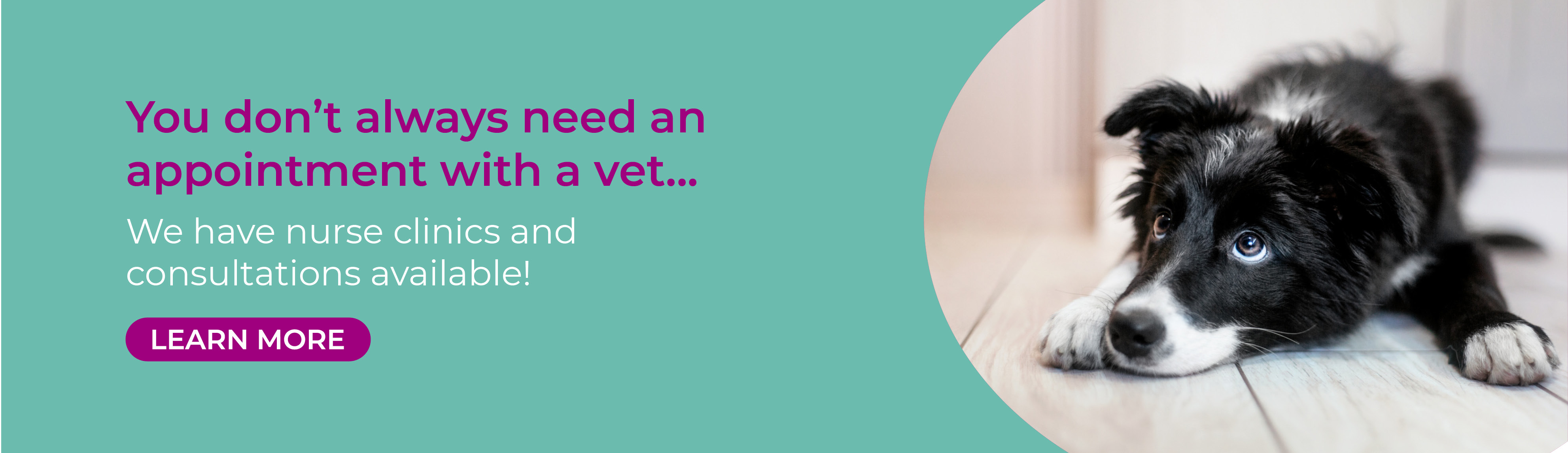 Vets in Leicester, pet vets & vet referrals