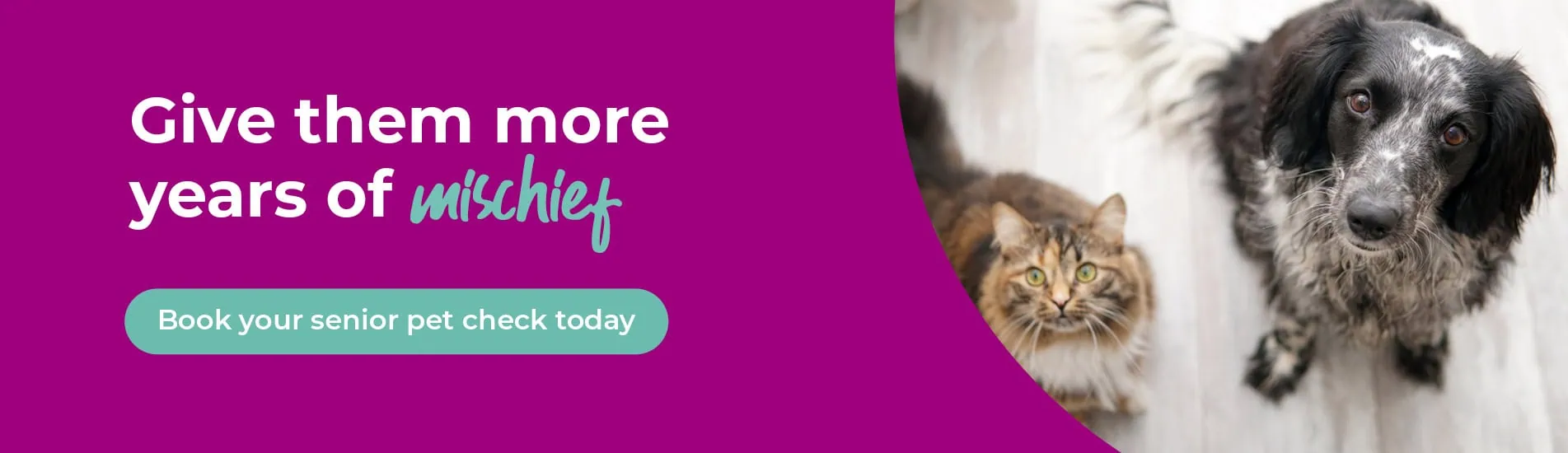 Vets in Leicester, pet vets & vet referrals