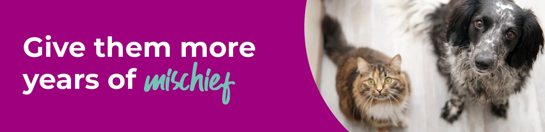 Senior Pets Advice from Park Vet Group