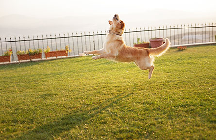 Dog Jumping