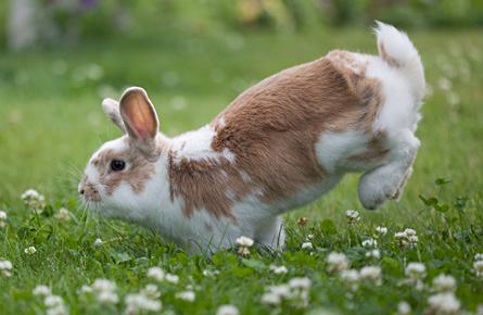 Rabbit Hopping